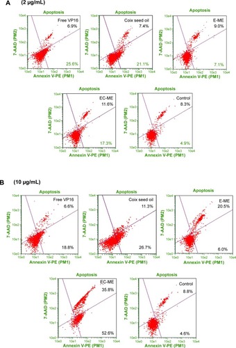 Figure 7 A549 cells apoptosis studies. (A–C) Investigation of apoptosis induction after co-incubation of cells and various VP16 formulations at different concentrations (2 μg/mL, 10 μg/mL and 20 μg/mL) for 5 h. (D) Total apoptosis ratio of A549 cells induced by EC-MEs using the Annexin V-PE/7AAD staining assay (n=3). ##P<0.01 vs free VP16; **P<0.01 vs E-MEs.Abbreviation: EC-MEs, etoposide-loaded coix seed oil microemulsions.