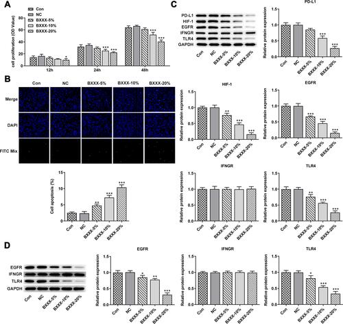 Figure 4 BXXX inhibits the proliferation and promotes the apoptosis of GC cells by indirectly regulating the expression of PD-L1 through multiple pathways and targets. (A) CCK-8 detected the cell viability. (B) Tunel assay detected the apoptosis of cells. (C) Western blot detected the expression of related proteins in the PD-L1 pathway. (D) Western blot detected the expression of EGFR, IFNGR and TLR4 in cell membrane. *P<0.05, **P<0.01, ***P<0.001 vs NC. Control group: cells were cultured in normal medium; NC group: cells were cultured in BXXX-free rat serum; BXXX-5%: cells were cultured in BXXX-5% rat serum; BXXX-10%: cells were cultured in BXXX-10% rat serum; BXXX-20%: cells were cultured in BXXX-20% rat serum.