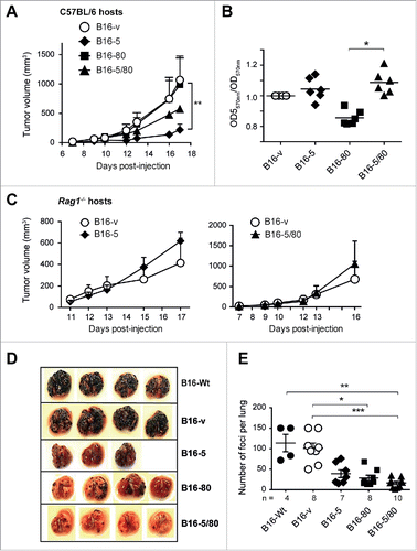 Figure 4. NLRC5 expression reduces the tumor forming ability of B16 cells. (A) The B16-derived cell lines (○ B16-v; ♦ B16-5, ▪ B16-80; ▴ B16-5/80) were injected subcutaneously into C57BL/6 mice (1 × 105 cells per injection site) and tumor growth was monitored. Error bars represent standard error. n = 4–6 mice/group from three experiments. Statistical comparisons were performed using two-way ANOVA with Tukey's multiple comparisons. **p < 0.01. (B) Growth of B16-derived cells in vitro. The B16-derived cell lines were seeded at different concentrations and in triplicates in 96-well plates and their growth was evaluated by MTT assay. Data were pooled from at least three independent experiments. Error bars represent SEM. Samples were normalized to B16-vector cells. (C) Subcutaneous tumor growth of B16-5 (♦), B16-5/80 (▴) and control B16-v (○) cells in Rag1−/− mice. Data represent four mice per group from two experiments. (D, E) The B16-derived cell lines were injected intravenously into C57BL/6 mice (2 × 105 cells/mouse) and formation of tumor foci in the lungs was evaluated 17 d later. Representative images of the lungs (D) and the number of tumor foci (E) are shown. Mean ± SE from the indicated number of mice per group from two–three independent experiments are shown. (B, D) Data were compared by one-way ANOVA with Kruskal–Wallis test adjusted for Dunn's multiple comparisons. *p < 0.05, **p < 0.01, ***p < 0.005.