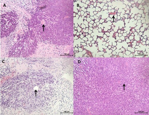 Figure 8. Histopathology of tumours and lung tissues from the mice injected with CMT-Star cells (Bar = 100 µm). Haematoxylin and eosin staining of harvested tumours. The tumours are densely cellular, with areas of connective tissue (A and C). (A) Shows a tumour tissue with the arrow pointing to angiogenesis, (B) shows lung tissue with mild congestion, (C) shows a tumour tissue with the arrow pointing to a tubular structure formed and (D) shows a tumour tissue with the arrow pointing to a mitotic figure. Bars = 100 µm.