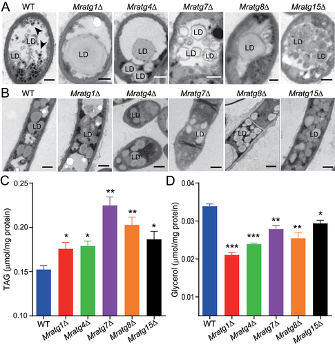 Figure 5. Variation in LD accumulation and degradation between strains. (A) TEM analysis of the vacuolar localization features of LDs in the WT and mutant mycelial cells after nitrogen starvation. The autophagic bodies are arrowed in the WT cell. Bar: 0.5 μm. (B) TEM featuring of the LDs outside the vacuoles of the WT and mutant mycelial cells after nitrogen starvation. Bar: 2 μm. (C) Quantification and comparison of the cellular TAG content between WT and mutants after nitrogen starvation. (D) Quantification and comparison of the cellular glycerol level between WT and mutants after nitrogen starvation. Fungal spores were inoculated in SDB for two days and transferred to the MM-N medium for 16 h. The significance of difference between WT and individual mutant is at: *, P < 0.05; **, P < 0.01; ***, P < 0.001.