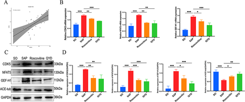 Figure 6 Regulatory effects of QYD or CDK5 inhibitors on the NFAT5-GEF-H1 signaling pathway. (A) Scatter plot of CDK5 and NFAT5 genes in SAP patients. Quantitative RT-PCR analysis of the relative levels of CDK5, NFAT5 and GEF-H1 (B) mRNA in rat lung tissues. (C and D) Western blot was performed to assess the protein expression levels of CDK5, NFAT5, GEF-H1, and Acetyl-alpha Tubulin in rat lung tissues. GAPDH was used as a loading control. Semi-quantification of protein expression of CDK5, NFAT5, GEF-H1 and Acetyl-alpha Tubulin using histograms. Data are representative images or expressed as mean ± SD of each group of rats from at least three independent experiments; *P < 0.05, **P < 0.01, ***P < 0.001.