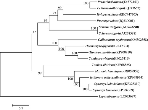 Figure 1. The phylogenetic relationship of S. vulgaris and its allied species inferred from maximum-likelihood analysis based on mitogenome sequences. The ML tree was generated using the GTR + G + I model, and the robustness of the tree was tested with 1000 bootstrap. The numbers on the branches indicate bootstrap values.