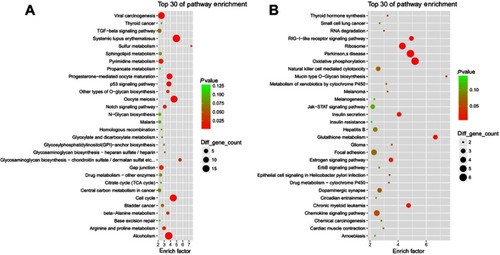 Figure 4 KEGG enrichment analysis for MM-maintained up-HGMMGs. Results of KEGG enrichment analysis for MM-maintained up-HGMMGs (A) and down-HGMMGs (B) in HG-induced HUVECs.