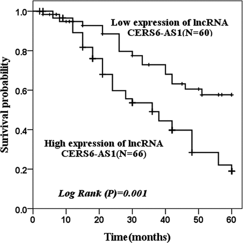 Figure 2. The survival probability of 60 months of low expression of lncRNA CERS6-AS1 and high expression of lncRNA CERS6-AS1 was analyzed by the Kaplan-Meier method. The survival condition of low expression of lncRNA CERS6-AS1 was significantly higher than that of a high expression of lncRNA CERS6-AS1 (log-rank P = 0.001)