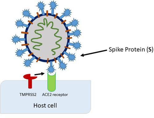Figure 2 Activation of the spike protein by TMPRSS2 at (or close to) the cell surface, leading to fusion of the viral membrane with the plasma membrane.