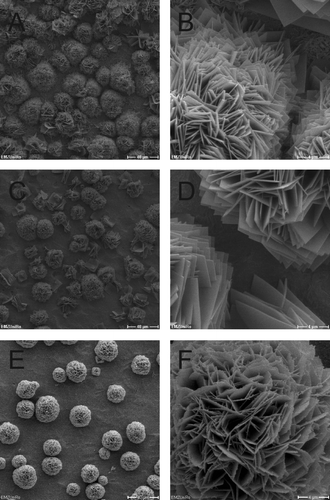 Supplemental Figure 4. SEM micrographs of Cu disks inoculated with S. aureus. A, B = day 0; C, D = day 1; E, F = day 7. Scale bars: A, C, E = 40 μm; B, D, F = 4 μm.
