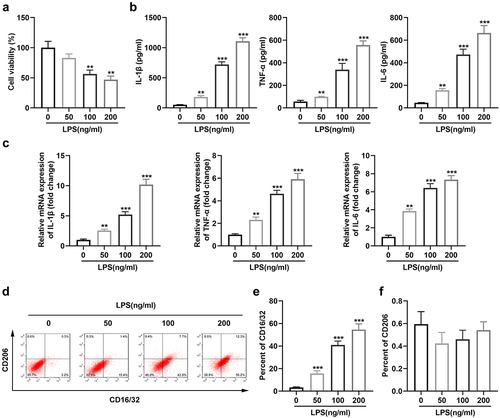 Figure 1. Exposure to LPS promotes M2-to-M1 polarization of microglia. (a) Cell viability of BV2 cells; (b) Levels of TNF-α, IL-6, and IL-1β in BV2 cells; (c) mRNA expression of TNF-α, IL-6, and IL-1β in BV2 cells; (d) Surface expression of CD206 and CD16/32; (e) The percentage of CD16/32 cells; (f) The percentage of CD206 cells. *P < 0.05, **P < 0.01, *** P < 0.001 versus control.