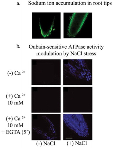 Figure 1. (a) Spatial distribution of sodium ions in seedling roots in response to salt (120 mM NaCl) stress, observed using Sodium Green. Profuse accumulation of sodium ions is observed in the meristematically active and elongation zones as a response to NaCl stress (unpublished data). (b). Salt stress–induced expression of oubain-sensitive ATPase in the root tips of 2 day old, dark grown sunflower seedlings. Oubain-sensitive ATPase expression is observed post incubation with 50 µM AO (Anthroyl oubain). Calcium significantly inhibits the expression of oubain-sensitive ATPases. Treatment with calcium ion chelator, EGTA (5 mM) helps in recovery and expression of fluorescence due to enzyme activity in the cells of root tips (Adapted from Mukherjee and Bhatla, 2014).