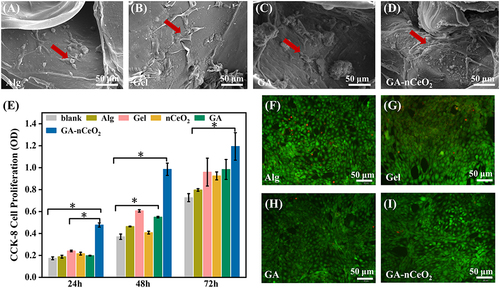 Figure 4 In vitro biocompatibility of MC3T3-E1 cells on the hydrogel scaffold: (A-D) the SEM images of MC3T3-E1 cells cultured on the Alg, Gel, GA, and GA-nCeO2 hydrogel scaffold for 3 days (red arrows showed cells stretched by adhesion on hydrogels); (E) CCK-8 assay for cells cultured for 1, 2, and 3 days on Alg, Gel, GA, and GAnCeO2 hydrogel scaffold; (F–I) Live and dead staining for cells on Alg, Gel, GA, and GA-nCeO2 hydrogel scaffold at 3 days. Scale bar: 50μm. The asterisks indicate a statistically significant difference from the groups (*p < 0.05).