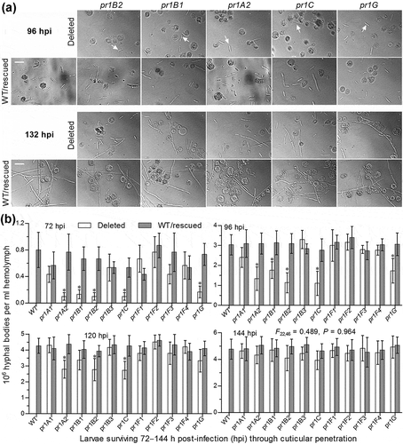 Figure 5. Impacts of each pr1 deletion on development of hyphal bodies in the hemolymph of G. mellonella larvae after topical application (immersion) of a 107 conidia/ml suspension for normal cuticle infection. (a) Microscopic images (scale = 20 μm) for abundance of hyphal bodies (arrowed) in the hemolymph samples taken from the larvae surviving 96 and 132 h post-infection (hpi). Spherical and subspherical cells are insect hemocytes. (b) Concentrations of hyphal bodies quantified from the hemolymph samples taken from the larvae surviving 72–144 hpi. The asterisked Δpr1 means differ significantly from those of the corresponding control strains unmarked (Tukey’s HSD, P < 0.05). Error bars: SD from three replicates