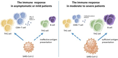 Figure 1. The different immune profiles in COVID-19 patients. SARS-CoV-2 induced a TH1 profile of immune responses, including virus-specific IFN-γ-producing CD8+ T cells with increasing production of Granzyme B(GZMB) and perforin in asymptomatic or mild patients, but was unable to initiate robust B cell and TH2 cell responses, which may be a failure of inefficient viral antigen production. In moderate to severe patients, sufficient and long-lasting antigen presentation was able to induce robust GC B cell responses specific to SARS-CoV-2, but a scarce response of TH1 and CD8+ T cells with inadequate cytotoxic molecules.