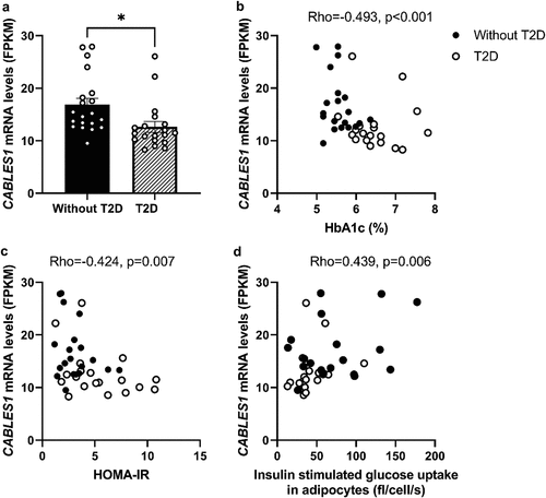 Figure 1. CABLES1 gene expression is decreased in SAT from T2D compared to subjects without T2D, and correlated with markers of hyperglycaemia and insulin resistance. CABLES1 gene expression in a) SAT from BMI- and age-matched subjects without (n = 20) and with T2D (n = 19) using RNAseq. Correlations between CABLES1 gene expression in SAT and b) HbA1c c) HOMA-IR, and d) insulin (1000 μU/mL) stimulated glucose uptake in isolated adipocytes ex vivo (cohort 1). Data represents mean ± SEM. *p < 0.05.