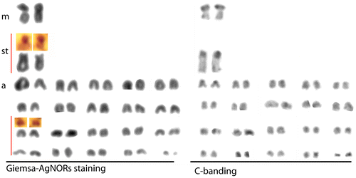 Figure 2. Giemsa staining, C-banding and AgNOR staining karyotypes of Upeneus moluccensis (2n = 44, 2m + 2st + 40a, FN = 46) from the north-eastern Mediterranean.