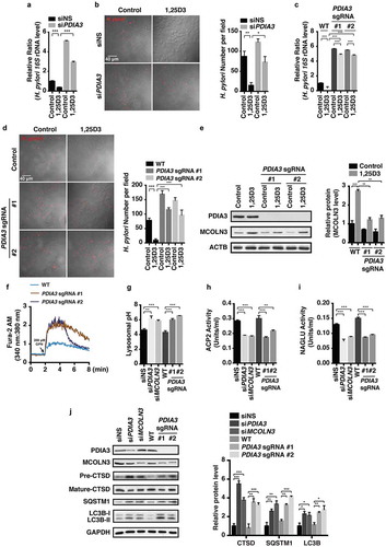 Figure 6. The PDIA3-MCOLN3 axis was necessary for the VD3-induced anti-H. pylori effect. (a,b) HFE145 cells transfected with control or PDIA3-specific siRNA were infected with the H. pylori SS1 strain (MOI 100), and then treated with or without 1,25D3 (200 nM, 72 h). (a) Intracellular H. pylori DNA levels were measured by real-time PCR. (b) Cells were stained to visualize H. pylori (red). Thirty visual fields from each group were randomly selected to count bacteria number. Scale bar: 40 µm. (c,d) HFE145 cells transduced with PDIA3-targeting lentiCRISPR plasmids were infected with the H. pylori SS1 strain (MOI 100), and then treated with or without 1,25D3 (200 nM, 72 h). (c) Intracellular H. pylori DNA level was measured by real-time PCR. (d) Cells were stained to visualize H. pylori (red). Thirty visual fields from each group were randomly selected to count bacteria number. Scale bar: 40 µm. (e) HFE145 cells transduced with PDIA3-targeting lentiCRISPR plasmids were treated with or without 1,25D3 (200 nM, 72 h). Cell lysates were analyzed for PDIA3 and MCOLN3 protein levels. MCOLN3 proteins were quantified. (f) HFE145 cells transduced with PDIA3-targeting lentiCRISPR plasmids were loaded with Fura-2 AM (3 μM, 30 min), and then treated with GPN (200 μM). Calcium release from lysosomes was measured indirectly by assessing the cytoplasmic calcium levels (n = 3). (g–j) HFE145 cells were transfected with control, PDIA3- or MCOLN3-specific siRNA or transduced with PDIA3-targeting lentiCRISPR plasmids. (g) Lysosomal pH values were measured ratiometrically using LysoSensor Yellow/Blue DND-160. (h,i) Lysosome fractions were enriched to determine the activities of ACP2 (h) and NAGLU (i). (j) Whole-cell lysates were collected to examine PDIA3, MCOLN3, LC3B, SQSTM1 and CTSD protein levels by western blots, LC3B-II:LC3B-I ratio, SQSTM1 and CTSD proteins were quantified. All the quantitative data are presented as means ± S.E.M. from 3 independent experiments. *P < 0.05; **P < 0.01; ***P < 0.001.