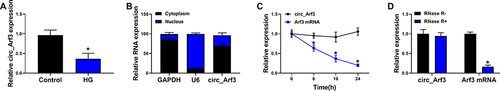 Figure 1 Circ_Arf3 down-regulation in MCs treated with HG. (A) qRT-PCR was employed to examine the expression of circ_Arf3 in MCs treated with HG or normal control. (B) As shown in nuclear RNA fractionation and cytoplasmic experiments, circ_Arf3 was mainly found in the cytoplasm of HG-treated MCs. (C) RNase R degradation was used to detect the stability of circ_Arf3. (D) Actinomycin D treatment assay was used to detect the stability of circ_Arf3. *P<0.05.
