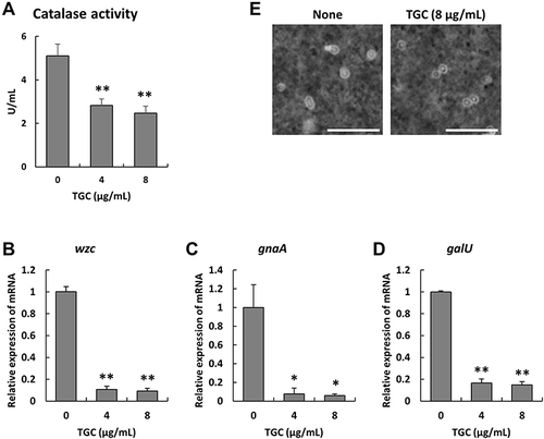 Figure 3 Catalase activity and K locus gene expression in MDRAB in the presence of TGC. (A) Catalase activity of the representative MDRAB strain R1 in the presence of 0, 4, and 8 μg/mL TGC, as analyzed after 2 h of incubation. Bar graph data are compiled from two independent experiments (n = 6 for each experiment) and represent the mean ± SEM. Asterisks indicate significant differences (**P < 0.01 for 0 μg/mL TGC vs 4 and 8 μg/mL TGC, Student’s t-test). The mRNA expression levels of (B) wzc, (C) gnaA, and (D) galU in MDRAB in the presence of 0, 4, and 8 μg/mL TGC after 2 h of culture. Bar graph data are compiled from two independent experiments (n = 4 for each experiment) and represent the mean ± SEM. Asterisks indicate significant differences (**P < 0.01 and *P < 0.05 for 0 μg/mL TGC vs 4 and 8 μg/mL TGC, respectively, Student’s t-test). (E) MDRAB strain R1 was cultured without and with 8 μg/mL TGC for 4 h and the capsules were visualized by the India ink method (Scale bar: 10 μm).