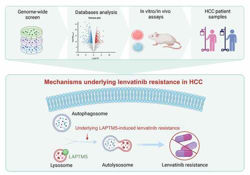 Figure 7. The proposed model elaborating the mechanisms underlying LAPTM5 induced lenvatinib resistance in HCC. The proposed model elucidated that LAPTM5 enhanced autophagic flux to contribute to lenvatinib resistance.
