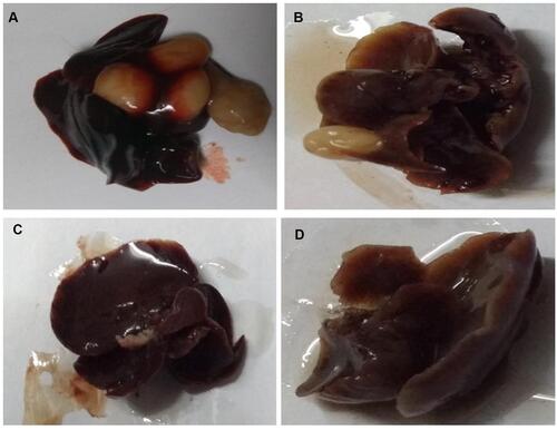 Figure 1 Hepatic nodules of different group of rats. (A) DEN control, (B) DEN + CU (2.5 mg/kg), (C) DEN + CU (5 mg/kg) and (D) DEN + CU (10 mg/kg). Normal control rats did not show any sign of hepatic nodule.