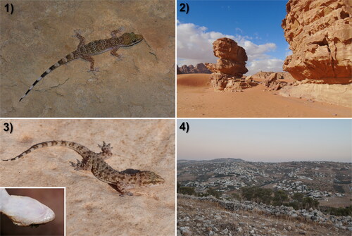 Fig. 4. Individuals of Hemidactylus species and their habitats from Jordan. 4.1, Adult individual of H. mindiae from Wadi Ramm, Jordan (photo: David Modrý). 4.2, Habitat at Wadi Ramm, Jordan. 4.3, Adult individual of H. turcicus, with the ventral side of the head in the inset, from 20 km north of Amman, Jordan. 4.4, Habitat 20 km north of Amman, Jordan. Photos taken by the authors if not stated otherwise.