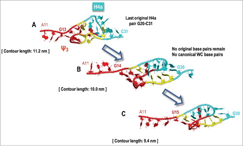 Figure 5. Illustration of a simulated opening of H4a/Ψ3. SMD predicts partial opening of H4a/Ψ3, foreshortening its contour length first to 11.2–11.8 nm (19–20 nts), and then, in some runs, down to 9.4 nm before the remaining structure opens rapidly. (A) Partial opening of H4a/Ψ3 foreshortens its contour length. (B-C) Slipping of H4a/Ψ3 precedes the final opening rip. This slipping maintains the pseudoknot at the 5′ end and the resulting high resistance to pulling. This scenario could explain the difference between the estimated (13.6 nm) and measured (9.1 ± 1.5 nm) H4a/Ψ3 contour length.