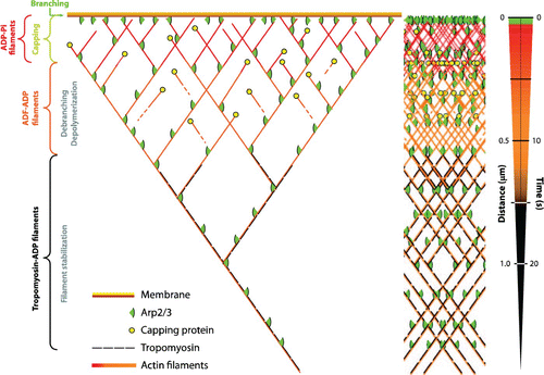 Figure 32. Model picture of the self-organizing actin network within lamellipodia. ATP-hydrolysis acts as a timer mechanism resulting in distinguishable zones dominated by different actin accessory proteins. Branching and hence nucleation of new filaments is driven by Arp2/3 at the front while in the middle zone debranching and depolymerization dominate. At the rear of the network filaments, start to be hindered from fast depolymerization by tropomyosin binding. Illustration was taken from Citation57 with permission of Marie-France Carlier.