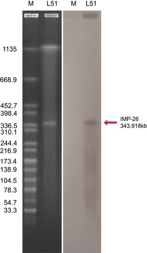 Figure 2 The identification of plasmid size using S1-PFGE (left) and southern blot and hybridization (right). The pEHZJ1 plasmid was between 336.5kbp and 398.4kbp, and was positive for a probe against blaIMP-26.