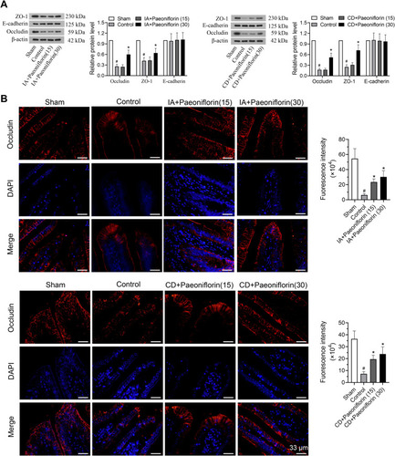 Figure 4 Paeoniflorin ameliorates the impaired gastrointestinal mucosa in FD rats. (A) Effects of paeoniflorin on adhesion proteins, including occluding, Zona Occludens-1 (ZO-1) and E-cadherin, in the duodenal mucosa were assessed by Western blotting (n = 6/group). (B) Quantitative immunoﬂuorescence analysis was used to detect the expression of occludin. Bars = 33 μm. Values are mean ± SD. #p < 0.05 vs sham group; *p < 0.05 vs control group.