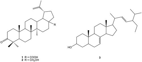 Figure 1. Structures of isolated terpenoids (1, Betulonic acid; 2, Betulone; 3, Spinasterol) from B. saligna leaves.