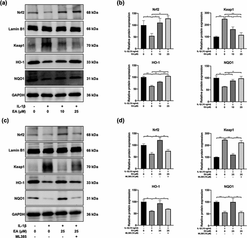 Figure 4. Ellagic acid (EA) upregulated the Keap1/Nrf2 signaling pathway in interleukin (IL)-1β-exposed chondrocytes. The protein expression of Nrf2, Keap1, heme oxygenase-1 (HO-1), and NADPH quinone oxidoreductase 1 (NQO1) in chondrocytes (a-b) treated with EA and IL-1β (10 ng/mL) or (c-d) exposed to EA, IL-1β (10 ng/mL), and a specific Keap1/Nrf2 pathway inhibitor (ML385, 10 μM) were detected by western blot and quantification analysis. N = 3. The values are expressed as the mean ± standard deviation. *p < 0.05, **p < 0.01, and ***p < 0.001.