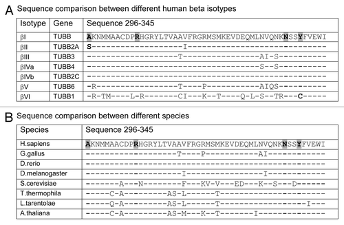Figure 6 Binding site residues mutated in Pelr mutants are evolutionarily conserved. Residues 296–345 of β-tubulins from a number of sources are aligned to examine sequence conservation. The residues in the binding cavity that are mutated are indicated in bold text and highlighted. (A) Alignment of sequences from human β-tubulin isotypes. (B) Alignment of β sequences from various eukaryotes. Accession numbers: (A) βI NM_178014; βII NP_001060.1; βIII NP_001184110.1: βIVa NP_006078.2; βIVb NP_006079.1; βV NM_032525; βVI NP_110400.1. (B) Human NM_178014; G. gallus AAA49126.1; D. rerio XP_003198209.1; D. melanogaster NP_523795.2; T. thermophila P41352; S. cerevisiae CAA24603; L. tarentolae ABC40567; A. thaliana BAB10059.