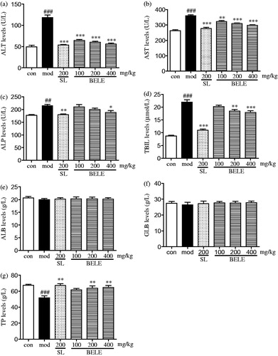 Figure 2. Effects of BELE on the serum ALT (a), AST (b), ALP (c), TBIL (d), ALB (e), GLB (f), and TP (g). ##p < 0.01, ###p < 0.001 versus the vehicle-control group (control); *p < 0.05, **p < 0.01, and ***p < 0.001 versus vehicle with the CCl4 group (model).