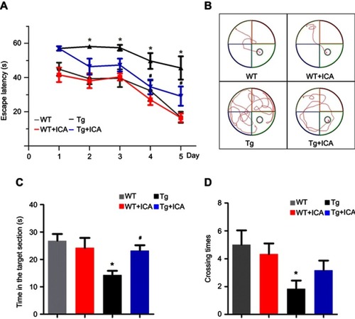 Figure 1 ICA treatment alleviates spatial learning and cognitive deficits in APP/PS1 mice. (A) The latency retention; (B) Representative visible learning curve of mice on the fifth day; (C) The time in the target quadrant section; (D) The number of platform crossing times. *P<0.05 compared to WT, #P<0.05 compared to Tg.