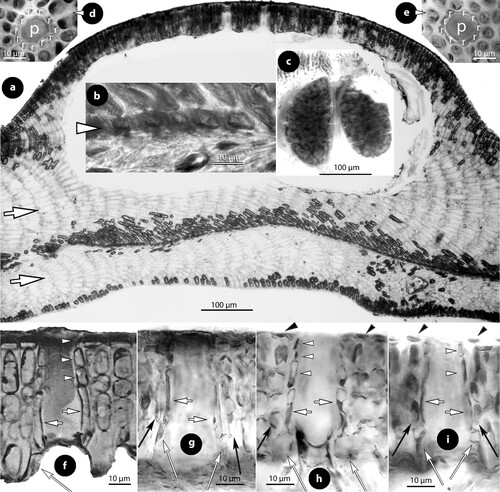 Figure 9. Perithallis incisa gen. & comb. nov. Multiporate conceptacle structures; a–b, sections showing two thalli (arrows) growing back-to-back, one provided with a multiporate conceptacle. The presence of ventral epithallial cells in the upper thallus is magnified in figure b (arrowhead) (Foslie slide n°1175 ‘Tegning’, syntype B17-2551); c, two tetrasporangia (LTB 14763); d–e, surface views of pore canals of a multiporate roof, surrounded by 11 respectively nine rosette (r) cells (syntype B17-2551); f–i, sections of canals of multiporate roofs, showing pore filaments lining the canals. Basal cells (white long arrows) are branched supporting a normal roof filament (long black arrows) and the rest of the lining filament that includes an elongate subbasal cell (white arrows) and two or three top cells (white arrowheads) lacking epithallial cells (that occur in adjacent roof filaments; black arrowheads) and terminating below the roof surface (f: Woelkerling and Harvey Citation1993, figure 14D ‘Lectotype collection’, reproduced with modifications; g: syntype B17-2551; h–i: LTB 14763). Abbreviations: r (rosette cell).