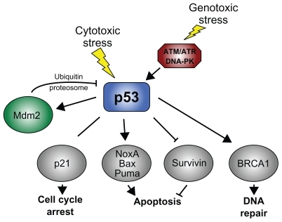 Figure 2 Survivin-T34A promotes p53-associated apoptosis. Upon activation, p53 prevents the proliferation of genetically compromised cells by regulating the expression of a battery of genes that initiate cell cycle arrest, apoptosis, and DNA repair. Survivin disruption by T34A treatment of cancer cells resulted in increased p53 protein levels and proteasomal degradation of Mdm2.