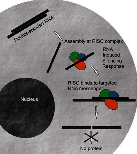 Figure 1 Mechanism of action of siRNA molecules. SiRNA duplexes are incorporated in the RNA-induced silencing complex (RISC). Then, siRNA are unwinded and the strand with lower thermodynamic stability at its 5’end remains in the complex and guides it to the complementary mRNA. The target mRNA is then cleaved and protein expression is abolished or reduced.