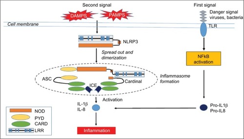 Figure 1 The NLRP3 inflammasome.