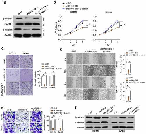 Figure 5. Overexpression of β-catenin reverses the effects of LINC01315 on CRC cells EMT. a. HCT116 and SW480 cells were co-transfected with shLINC01315 and pcDNA3.1-β-catenin. The expression of β-catenin was determined by Western blot. b. CCK-8 assay showing proliferation of HCT116 and SW480 cells. C. Colony formation assays were performed to determine the proliferation of shLINC01315 and pcDNA3.1-β-catenin co-transfected CRC cells. d. Wound-healing assay of HCT116 and SW480 cells. e. Transwell invasion assay analyzed CRC cells invasion. f. Western blot assay was performed to test the expression of EMT markers (E-cadherin and N-cadherin) in HCT116 and SW480 cells. **P < 0.05 compared with shNC, ##P < 0.05 compared with shLINC01315.