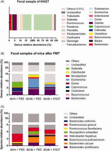 Figure 3. Relative abundance of gut microbiota species at the genus (A) level in faecal samples from the KNGT donor. Relative abundance differences of species at the genus (B) and species (C) levels from each mouse group after FMT-KNGT. Data are presented as percentages. Data were analyzed using the Kruskal–Wallis test. For B and C, mouse faeces were tested at week 6. ‘Others’ refer to bacteria not indicated in the figure.