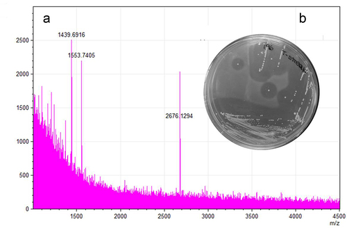 Figure 4. A 2676.13 Da mass detected by MALDI-TOF MS from a colony grown in RCA (reinforced clostridial agar) correlates with the theoretical mass of the modified bacteriocin (2676.13 Da) (a). Antimicrobial activity shown by overlay assay against L. cremoris HP (b).