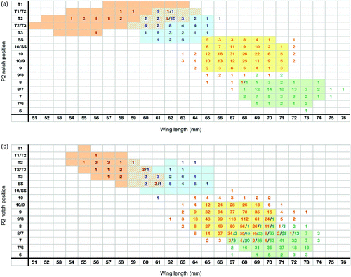 Figure 3. ‘Notch position’ method for adults (a) and juveniles (b). Sample sizes for the relationship between notch length (P2) (mm) and wing length (mm) in adult Paddyfield Warbler (red numbers), Blyth's Reed Warbler (blue), Eurasian Reed Warbler (orange) and Marsh Warbler (green) with coloured areas representing 95% confidence ellipses. Hatched areas represent areas of overlap between species.