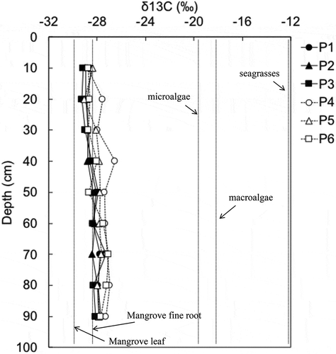 Figure 6. δ13C values (‰) for soil every 10 cm in depth at each sampling point from P1 to P6. Each dotted line indicates the mean δ13C values for leaf of two mangrove species (B. gymnorhiza and R. stylosa) and fine root measured in this study (n = 3), and microalgae, macroalgae, and seagrasses are from literature (Bouillon, Connolly, and Lee Citation2008)