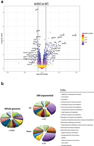 Figure 7. Expression analysis of genes differentially transcribed by L. monocytogenes rli47 deletion mutant grown to exponential phase in defined media, summarizing RNA sequencing results. (a) Volcano plots displaying differentially expressed genes in exponential phase DM. The top 20 most upregulated and downregulated significantly expressed genes are labelled. The negative log10 of p-value is plotted on the Y-axis, and the log2FC is plotted on the X-axis. The red points on this graph represent sRNAs and mRNAs that are significantly differently expressed in the rli47 deletion mutant (p-value <0.05), the blue points represent sRNAs and mRNAs with p-value >0.05. The horizontal line represents the p-value >0.05 cutoff. The horizontal lines represent a − 0.58> log2FC > 0.58 cutoffs. (b) Relative abundance of categories of genes differentially expressed by L. monocytogenes rli47 deletion mutant comparatively to the wild-type EGD-e. Left pie chart, percentage of genes belonging to each COGs in the whole genome of L. monocytogenes EGD-e (NC_003210.1). Right upper pie chart, genes upregulated compared with wild-type; right down pie chart, genes downregulated compared with wild-type. Colours correspond to categories in the COGs database