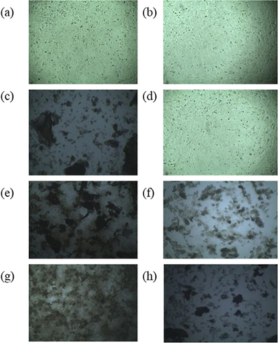 Figure 11 Effect of Metformin HCl Nanoparticles on cancerous HeLa cell line. HeLa cells were cultured with different samples, such as without solvent(a) or with solvent (b), 500 µg/mL concentration of B2, B3, and B4 formulations marked as B2A (c), B3A (e) and B4A (g), respectively and 250 µg/mL concentration of B2, B3, and B4 formulations named as B2B (d), B3B (f) and B4B (h), respectively of metformin loaded nanoparticles.