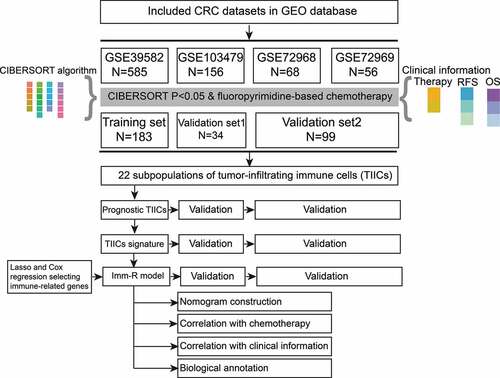 Figure 1. The flow diagram of this study. In brief, four colorectal cancer (CRC) microarray datasets in the GEO database were included in the study at first. After filtering out patients who received preoperative treatment and whose microarray data did not pass the CIBERSORT quality control step, 183 cases in GSE39582 (Training set), 34 cases in GSE103479 (Validatiaon set1), 61 cases from GSE72968, and 38 cases from GSE72969 (combined as Validation set2) were selected. The prognostic effects of the 22 subpopulations of tumor-infiltrating immune cells (TIICs) were analyzed and three TIICs were selected to create the TIICs signature. Further, TIICs and immune-related genes were integrated to create the immune risk (Imm-R) model.