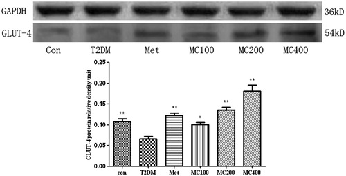 Figure 6. The protein level of GLUT-4 in skeletal muscle. Data are representative images for GLUT-4 level after 8 weeks treatment. The scanned bar graph shows the GLUT-4’ statistical change. Con: control; T2DM: Type 2 diabetes mellitus; Met: Metformin; MC100: MCE 100 mg; MC200: MCE 200 mg; MC400: MCE 400 mg. *p < 0.05 and **p < 0.01 the T2DM group versus control and treated groups.
