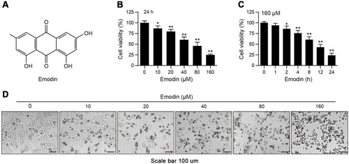 Figure 1 Emodin suppressed the proliferation of L02 cells. (A) The chemical structure of emodin. (B and C) L02 cells were treated with different concentrations of emodin for 24 h or with emodin (160 µM) for different time intervals. Cell viability was determined by CCK-8 assay. Data are presented as the means ± SDs for 3 independent experiments. *P<0.05 compared with the control group; **P<0.01 compared with the control group. (D) Representative photos depict the morphology of L02 cells exposed to various concentrations of emodin for 24 h. Scale bars: 100 μm.
