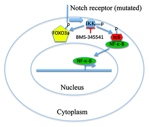 Figure 1. Schematic model depicting the role of IKK inhibition in regulating FOXO3a and NFκB nuclear translocation. In T-ALL, when Notch is mutated and constitutive active, IKK is constant active, which phosphorylates IκB and elicits NFκB nuclear translocation and promote tumorigenesis. The active IKK also sequesters FOXO3a in the cytoplasm. Inhibition of IKK by BMS-345541 triggers FOXO3a nuclear translocation and induces cell cycle arrest and apoptosis.