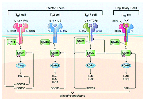 Figure 2. Cytokines and STAT pathways regulate T-helper cells that mediate uveitis and MS. Cytokine-binding facilitates recruitment and activation of requisite STAT proteins. Activated STATs induce the upregulation of lineage-specific master regulators such as T-bet, GATA3, ROR-γt or Foxp3 leading to the production of cytokines that promote the establishment and stability of the lineage. Cytokines produced by the T cell subset define the nature of the immune response. However, homeostatic balance of the various T-helper and regulatory T cells is orchestrated and exquisitely regulated by negative regulatory factors, including members of the SOCS family of latent cytoplasmic proteins.