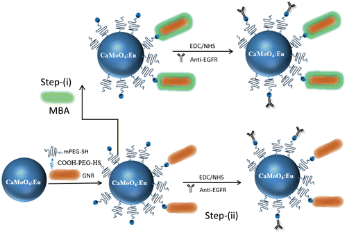 Figure 1. Schematic representation of surface modification and conjugation of Au nanorods on the surface of CaMoO4:Eu nanoparticles.